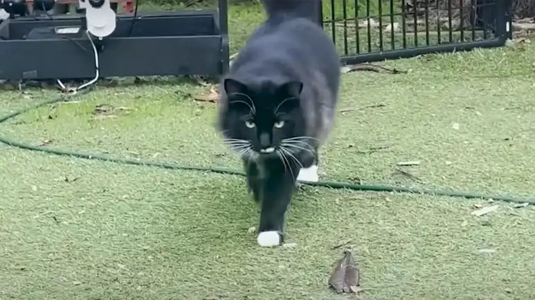 domino from feral to family