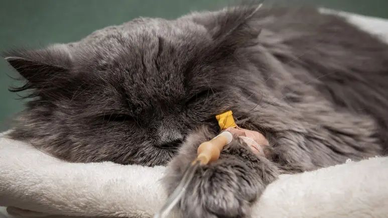 feline panleukopenia virus