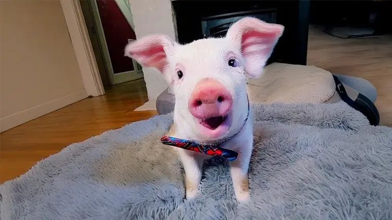 from fearful to loved a piglets firsts