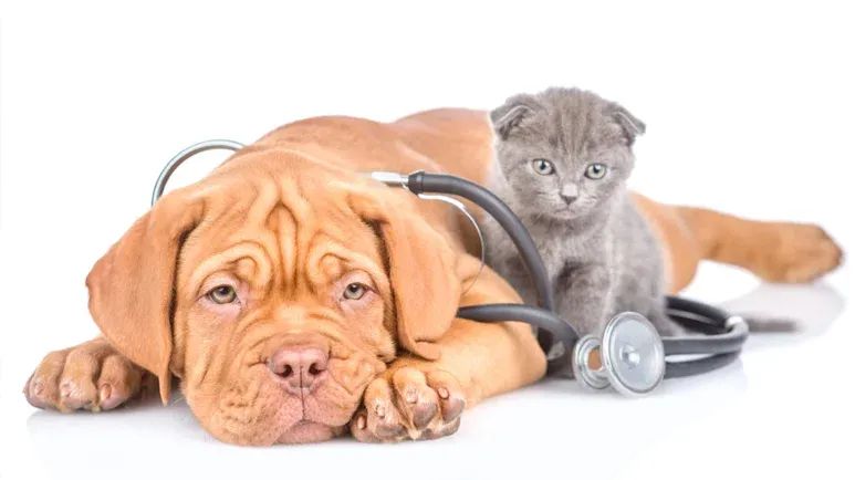 mitral valve disease