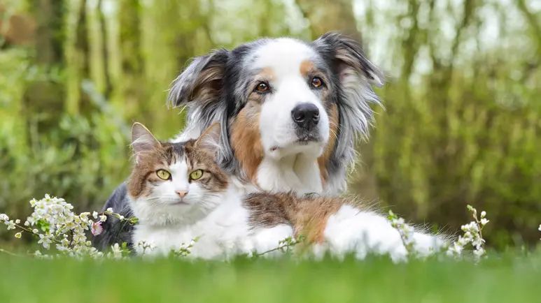 pet friendly garden