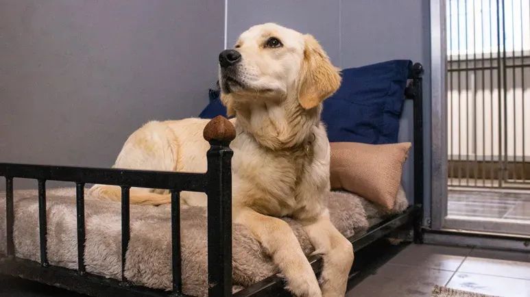 pet safety in boarding facilities