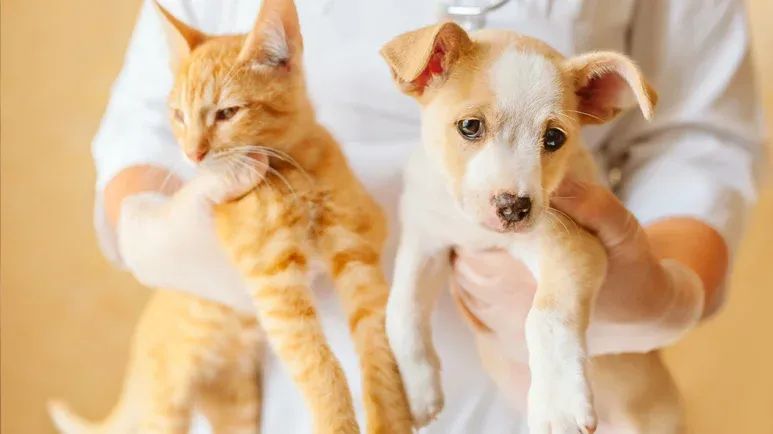 pets thyroid disease tests treatments