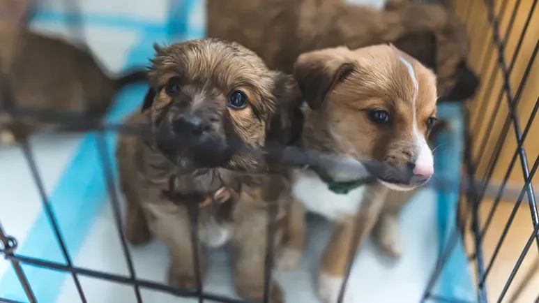 puppy mills retail pet sales