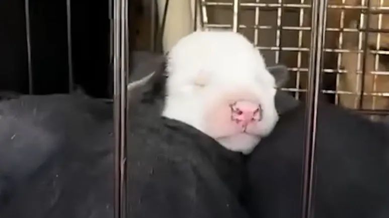 rescuing a hidden litter