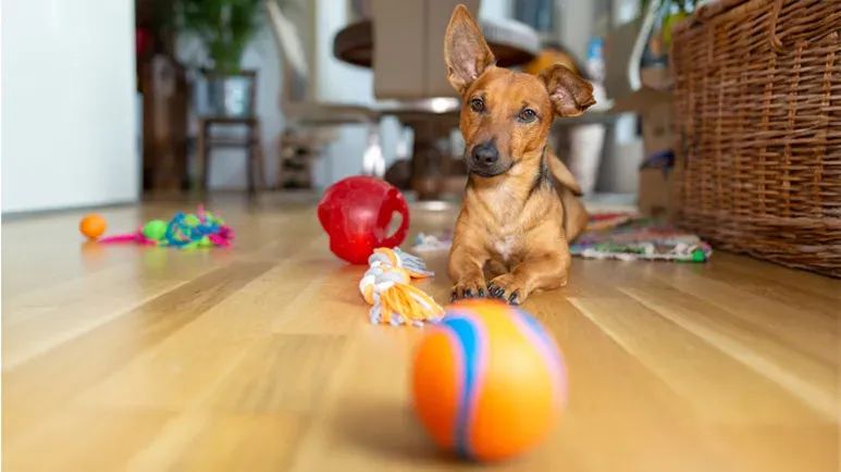 safe dog toys