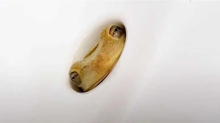 sink frog from bathroom guest to family pet