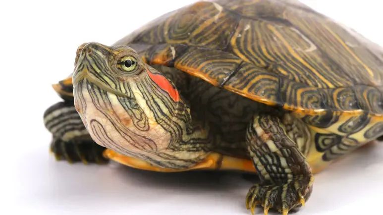 five starter pets for kids