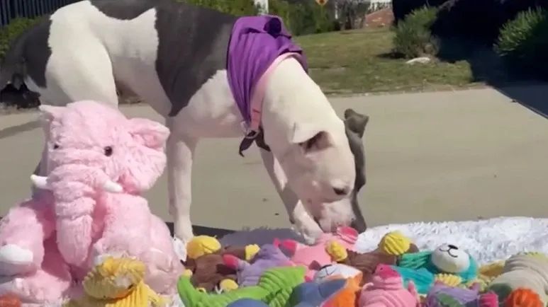 sugar pie the dog who finds comfort in stuffies