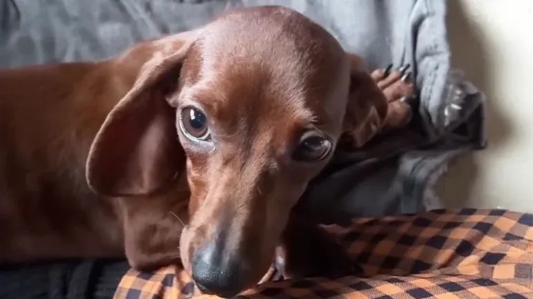 sugars journey from dog meat farm to forever home