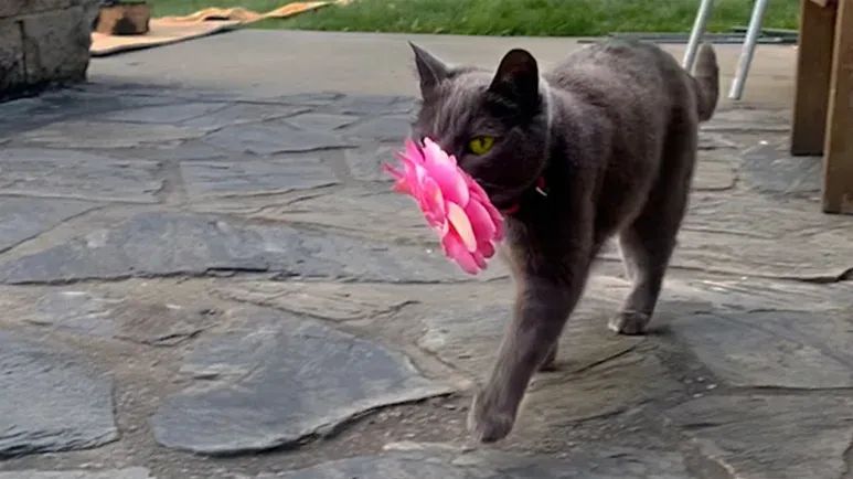 the cat who brought flowers and stayed forever