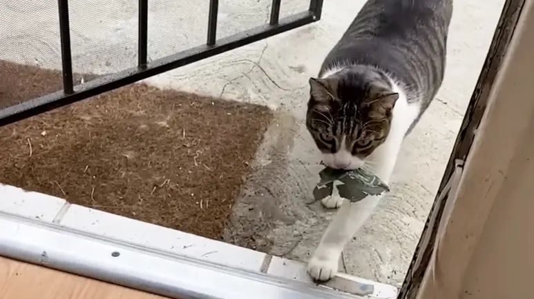 the neighborhood cat burglar