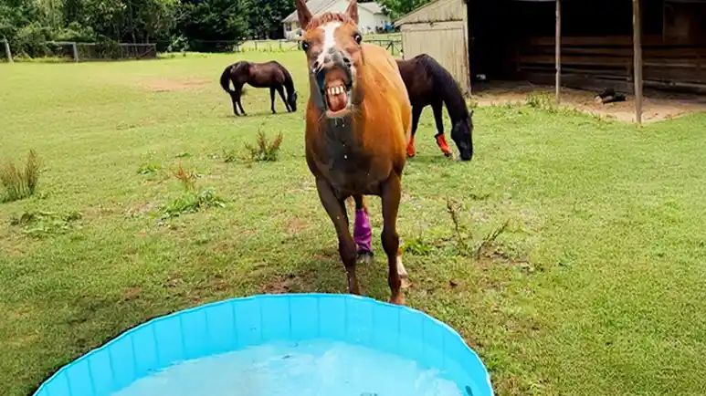 wyatts ultimate pool party