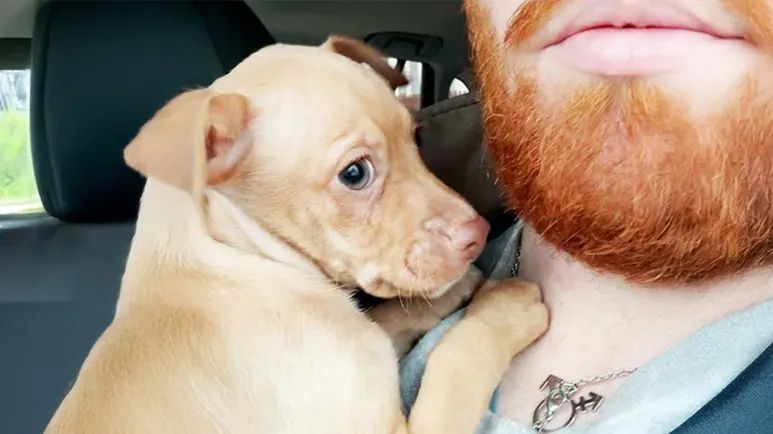 a puppy surprise for the whole family