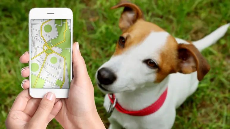 airtag on dogs collar