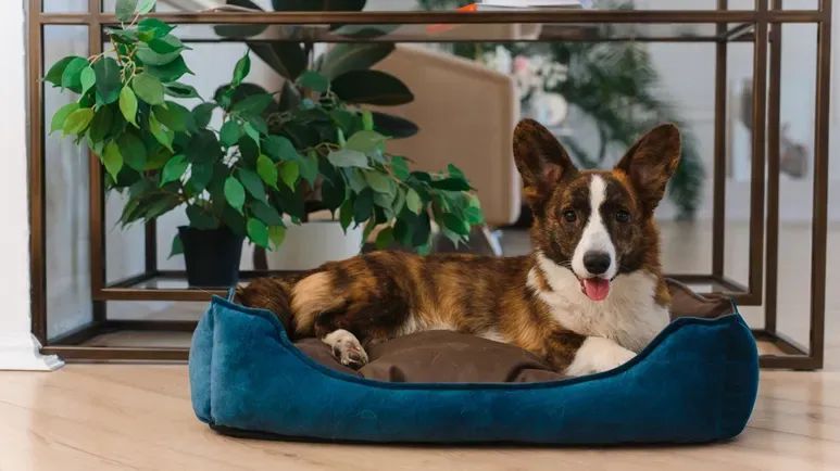 cleaning your pets bed