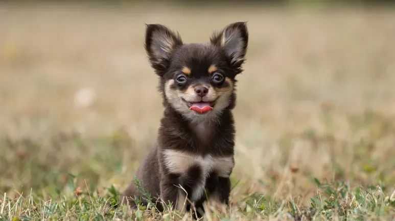 common small dog myths