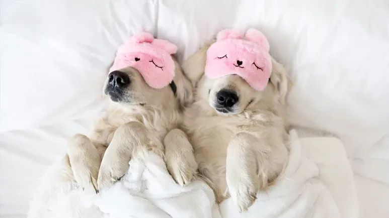 do dogs dream