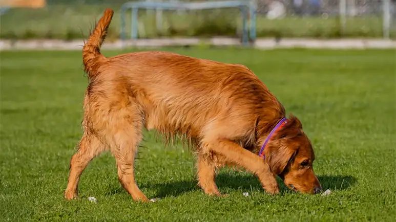 dog asbestos mesothelioma