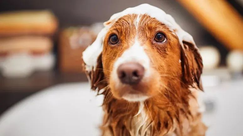 dog bathing