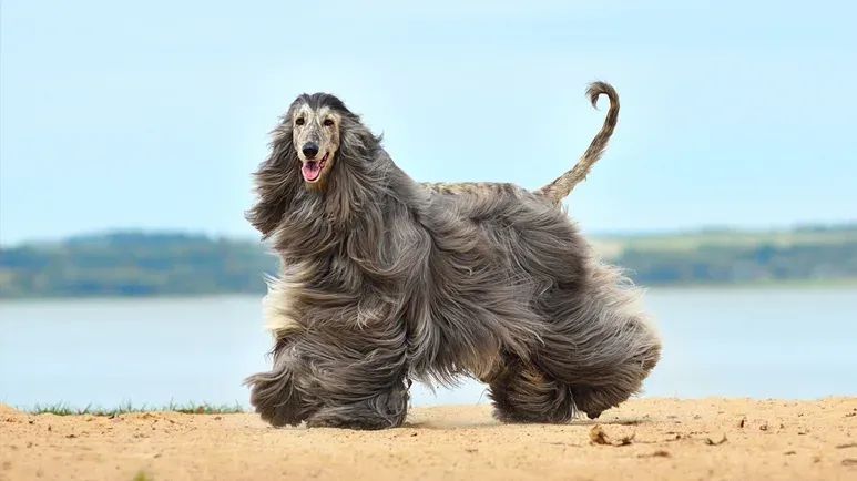 dog breed afghan hound