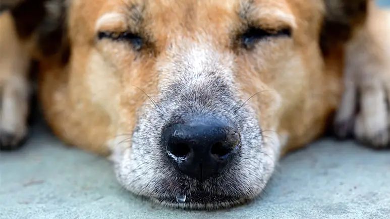 dog runny nose