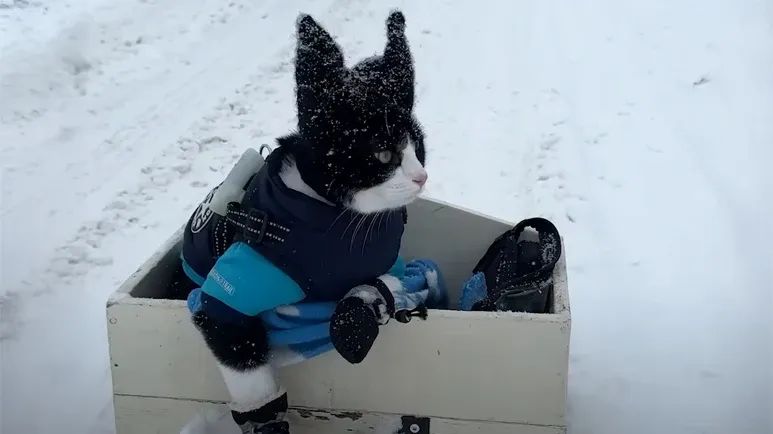 fitz the winter adventure cat