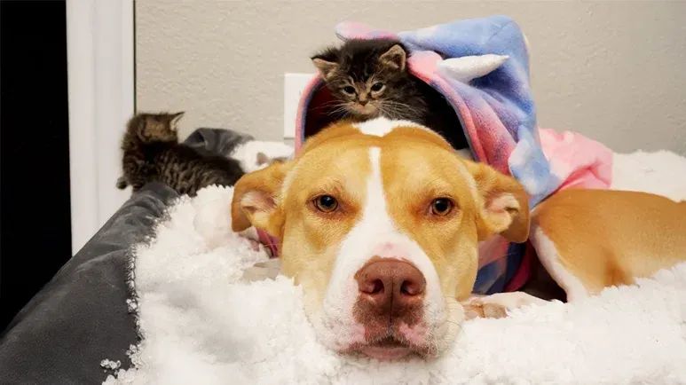 ginger the kitten nanny