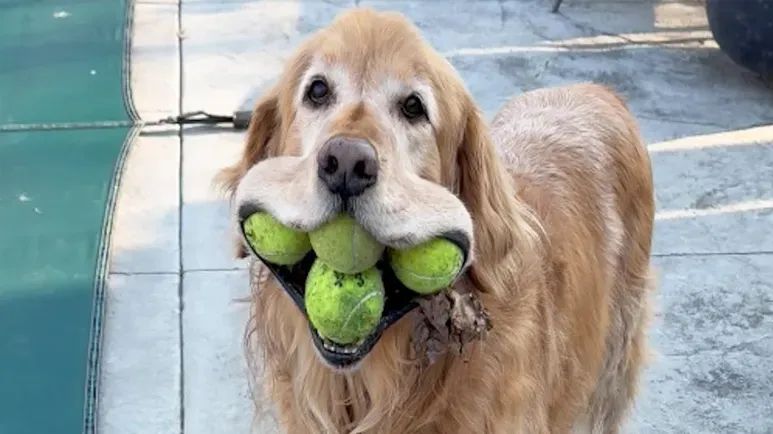 golden retriever breaks tennis ball record