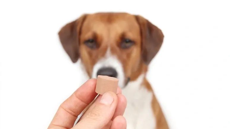 heartworm disease in dogs