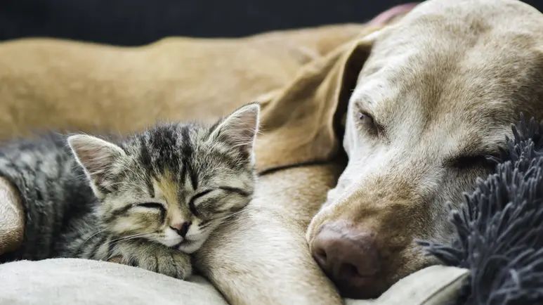 lack of mobility senior pets