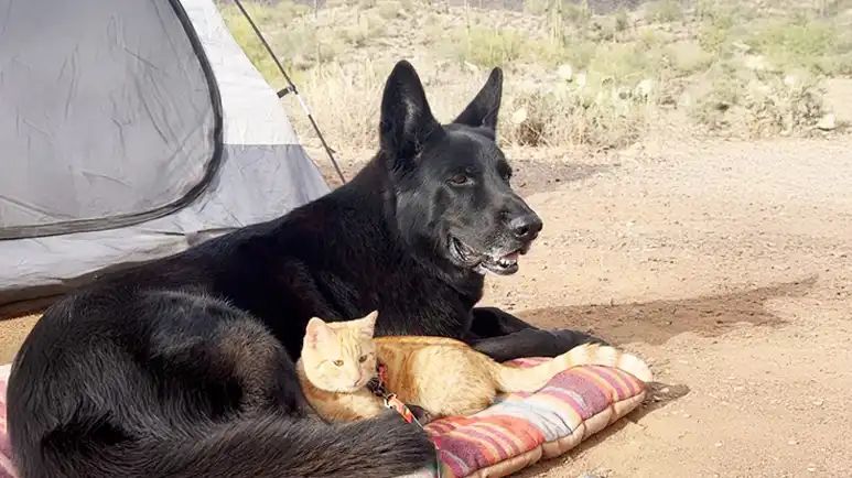 moose and peach unlikely best friends