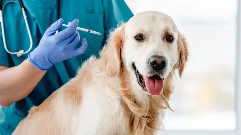 ozone therapy dog cancer