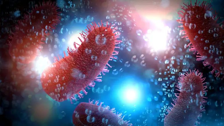rabies virus