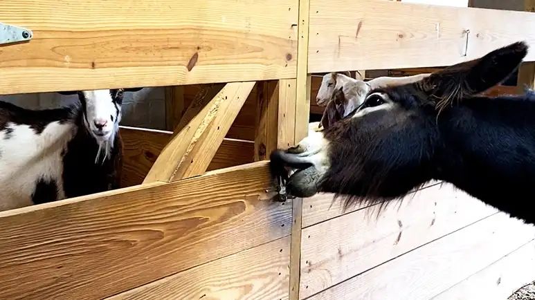 the naughty donkey and his partner in crime