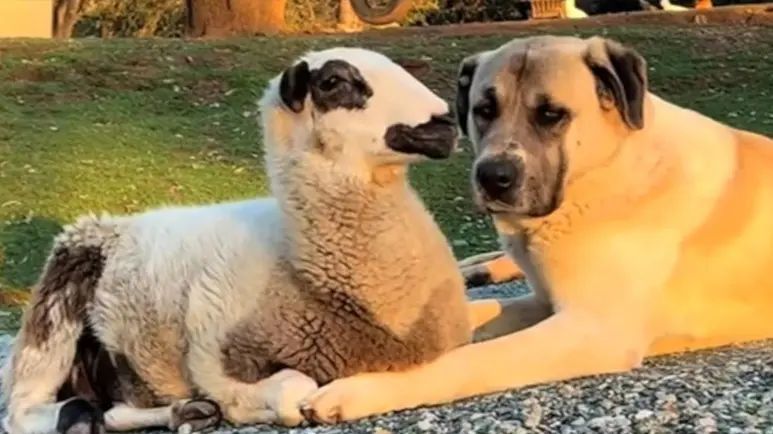 the sheep who chose a dog