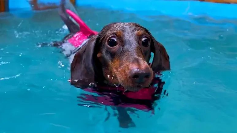 winnie the sassy swimmer