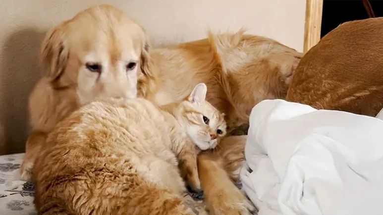 a cat and two dogs best friends forever