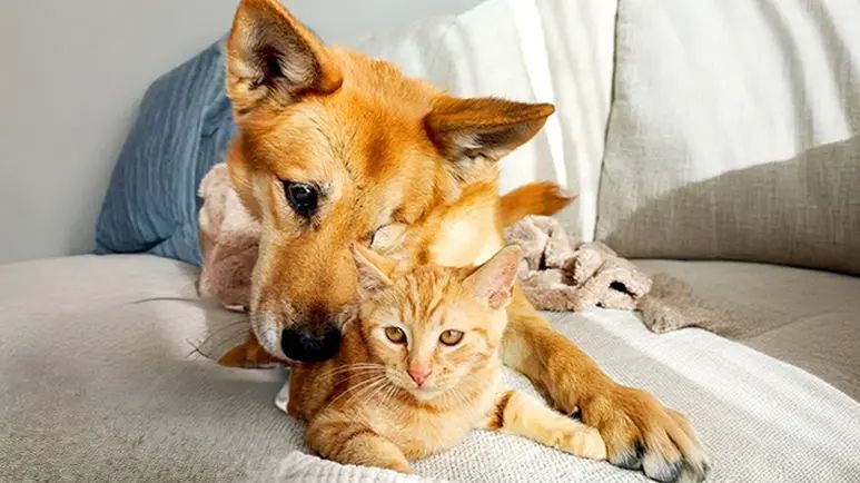 a kittens love healed her heart