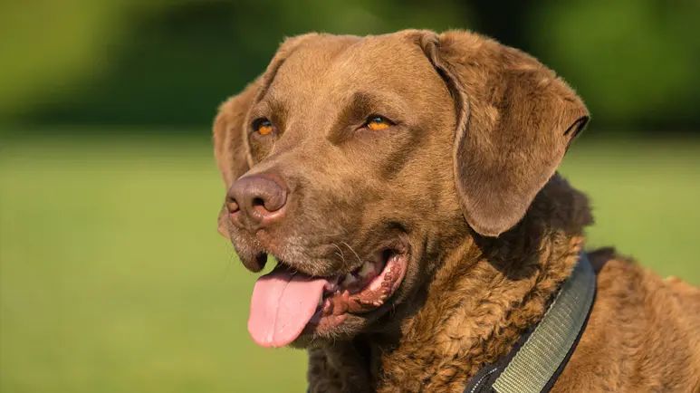 chesapeake bay retrievers
