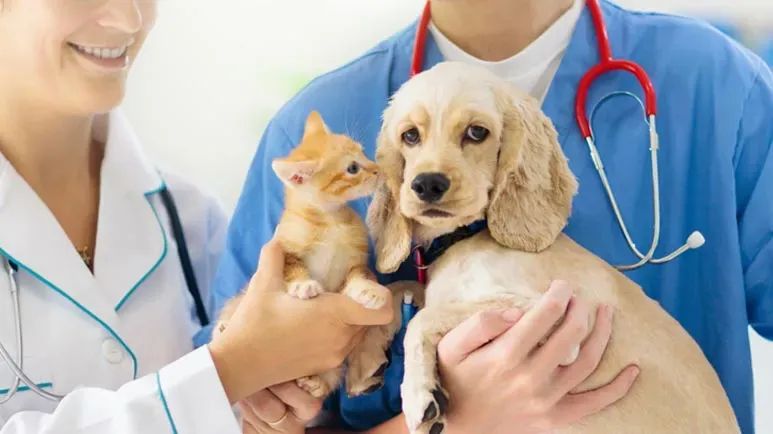 conventional veterinary program problems