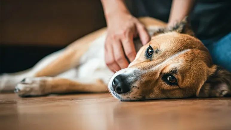 dog gut microbiome health