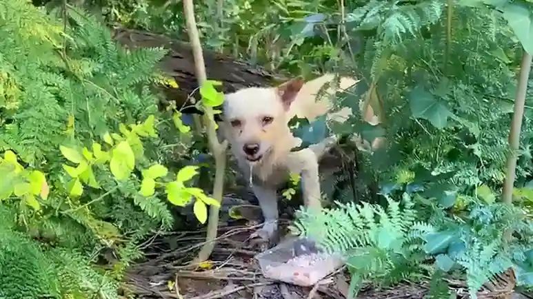 flashs journey to joy