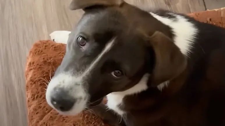 maisy the security dog