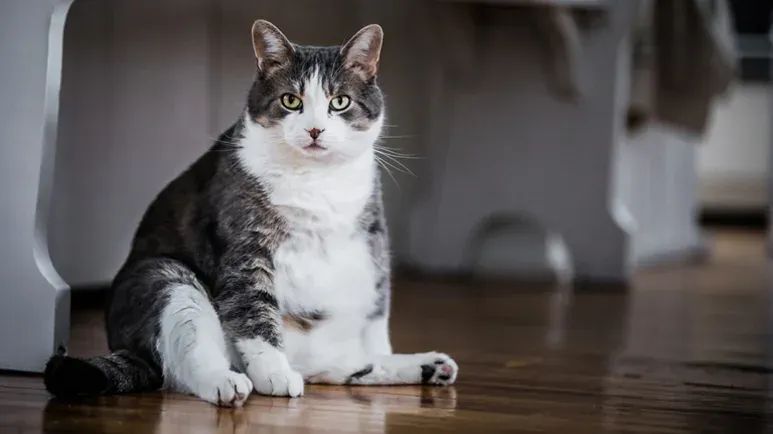 overfeeding cats