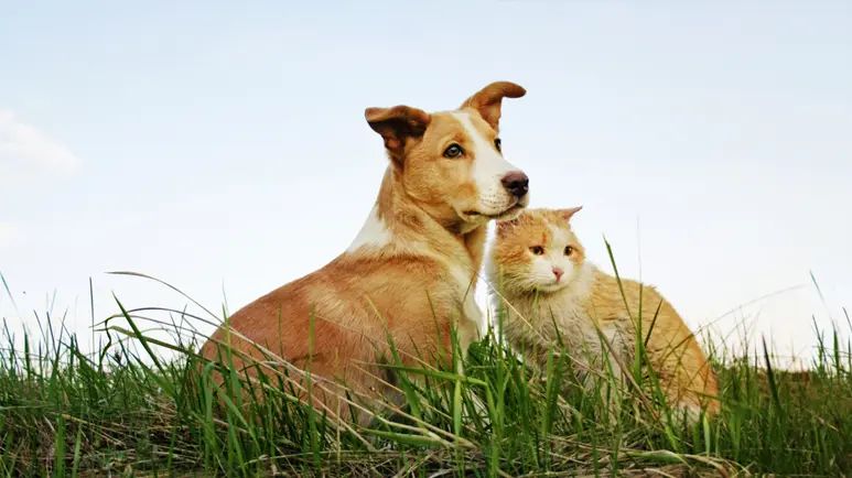 pets glyphosate exposure