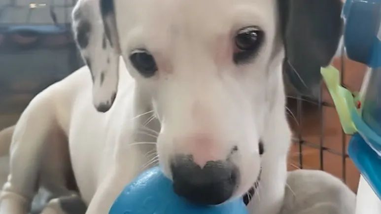 rescued dog becomes toddlers best friend