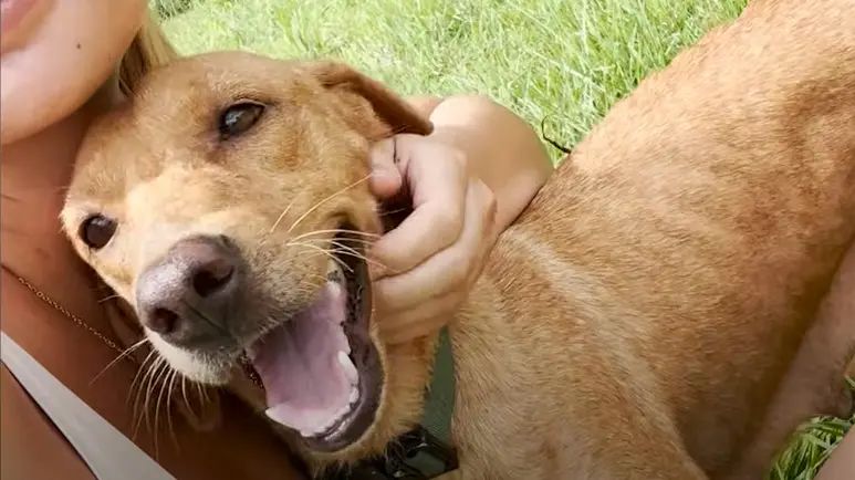 rescuing mango and her puppies