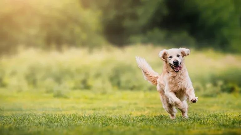 runaway dog