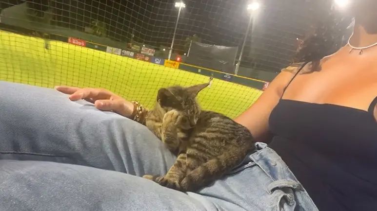 the kitten who chose me at a baseball game